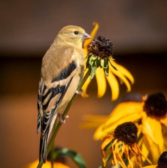 Meet your Posher, Lisa - Picture 1 of 1